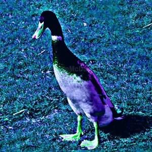 Meet your Posher, Jaden